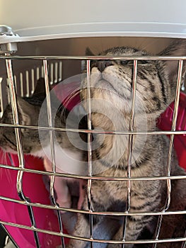 A cat sitting in a cage