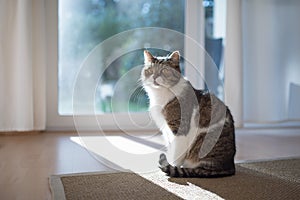 Cat sitting on carpet in front of window