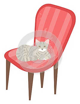 Cat Sitting on Chair, Kitty Kitten Pet on Armchair