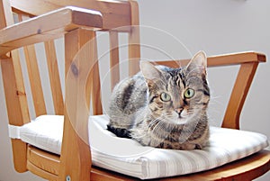Cat sitting on the chair