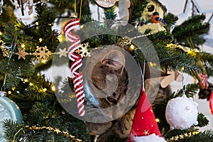 The cat is sitting on the Christmas tree. Hooliganism of a pet, sabotage, damage to the decor.  Christmas, New Year