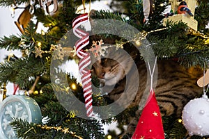 The cat is sitting on the Christmas tree. Hooliganism of a pet, sabotage, damage to the decor.  Christmas, New Year