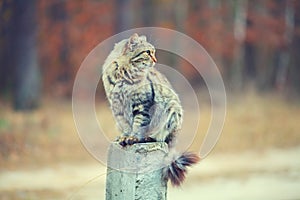 Cat sitting on concrete column