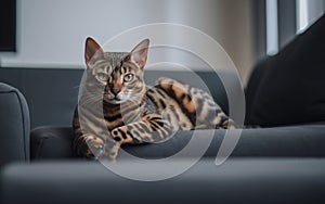 A cat sitting on a couch looking at the camera. AI generative image.