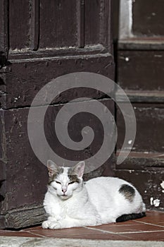 Cat sitting beside door