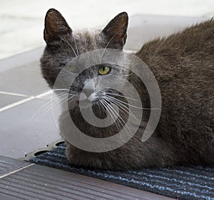 Cat sitting on the doormat