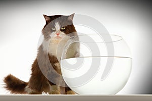 Cat Sitting By Empty Fishbowl photo
