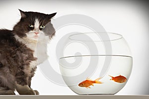 Cat sitting by fishbowl containing two goldfish