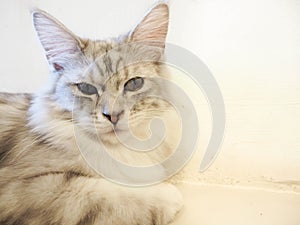 Cat sitting on the floor