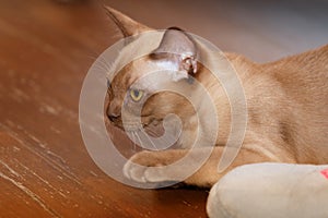 Burman Cat poses on a brown background.