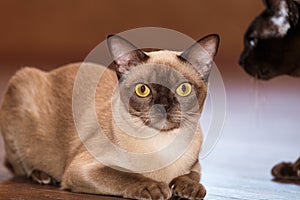 Burman Cat poses on a brown background.