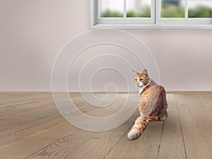 The cat is sitting on the floor in an empty room. Flooring, window, wall