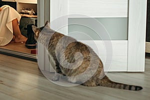 Cat Sitting on Floor Looking Into Door