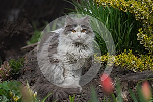 Cat sitting in flowers in the summer. Kitten sitting on the field with flowers