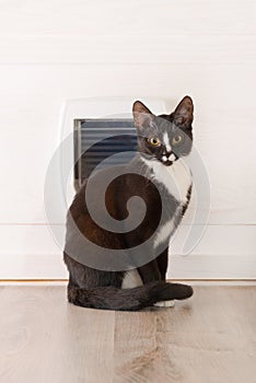 Cat sitting in front of the cat door