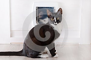 Cat sitting in front of the cat door