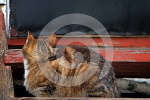 Cat sitting in front of closed door