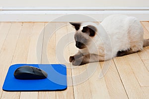 Cat Sitting In Front of Computer Mouse