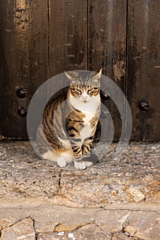 Cat sitting in front of a door