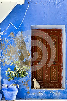 Cat sitting in front of a door