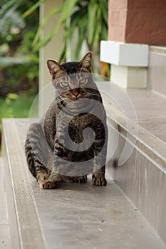 Cat sitting in front of a door.