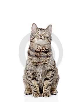 cat sitting in front and looking up. isolated on white background