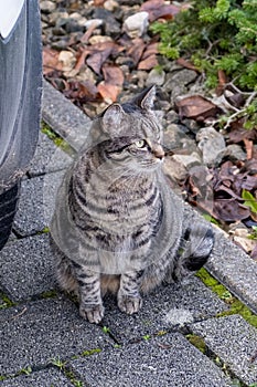 a cat sitting in front of a parked car on some leaves