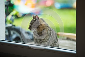 Cat is sitting in front of the patio