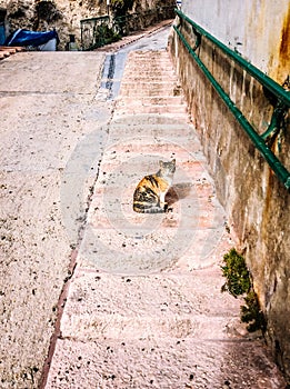 cat sitting on front steps of old house with stone walls