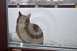 A cat sitting in front of a window