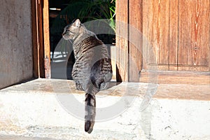 Cat sitting in front of a wooden door