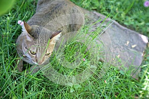 Cat sitting in the garden.