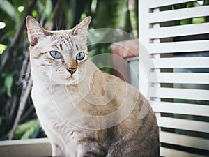 Cat sitting in garden ourdoor photo