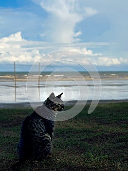 Cat sitting on a grass at the beach.