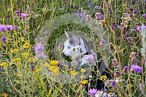 Cat is sitting between the grass. Cat on a voyage of discovery in a flower meadow on a summer day