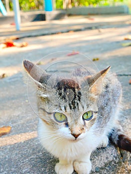 Cat sitting with green eyes