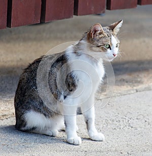 A cat is sitting on the ground