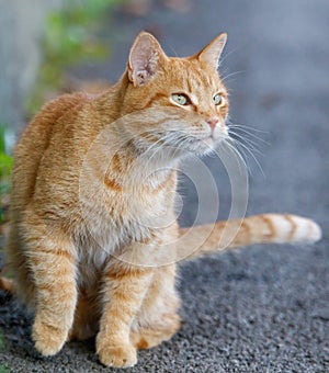 A cat is sitting on the ground
