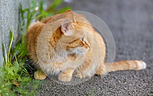 A cat is sitting on the ground