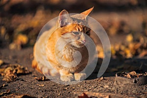 A cat is sitting on the ground in a yard