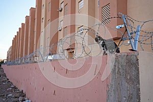 Cat sitting on a high security fence inside wire hoops
