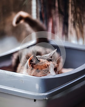 Cat sitting in his litter box and keeping an eye
