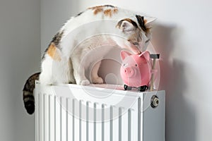 Cat sitting on a hot radiator in a house next to a piggy bank, Concept of rising apartment heating prices in the winter season,