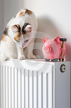 Cat sitting on a hot radiator in a house next to a piggy bank, Concept of rising apartment heating prices in the winter season,