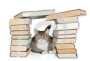 Cat sitting in the house of books