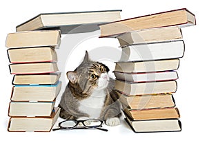 Cat sitting in the house of books