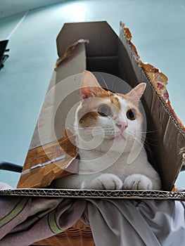 Cat is sitting inside carton box