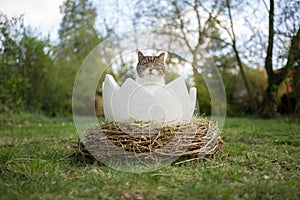 cat sitting inside of easter egg outdoors in garden looking at camera