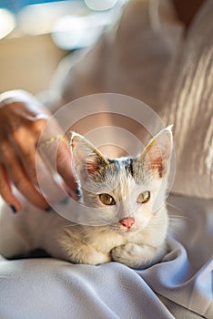 Cat sitting on the lap of a woman