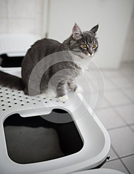 Cat sitting on litter box